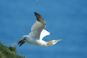 Fou de bassan (Gannet)<br>NIKON D4, 850 mm, 560 ISO,  1/1600 sec,  f : 8 